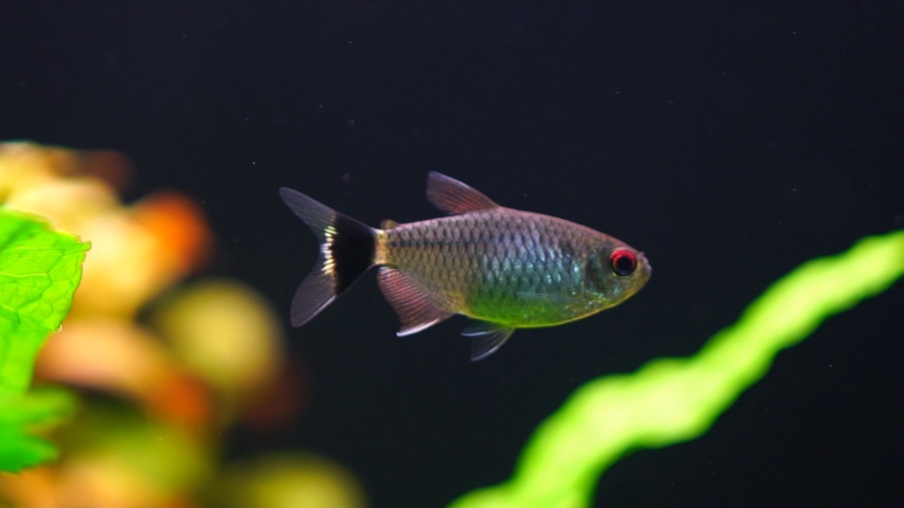 水族馆小鱼视频素材