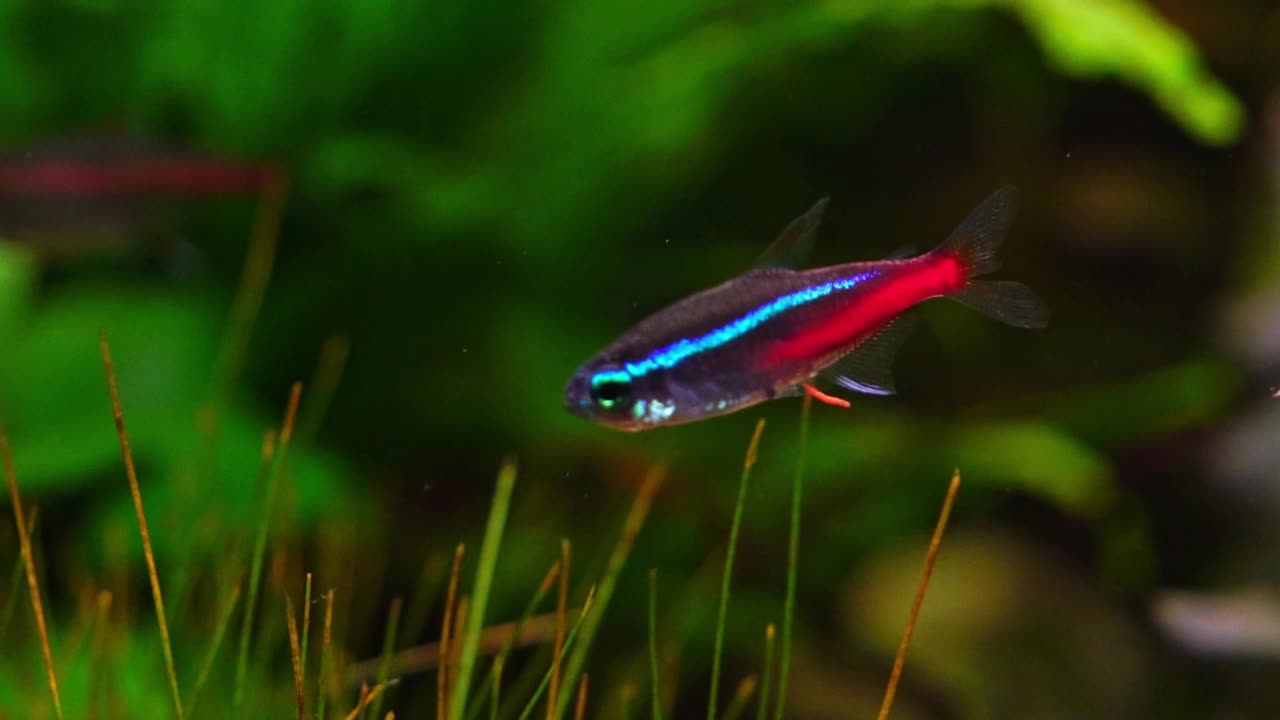 水族馆霓虹四环鱼视频素材