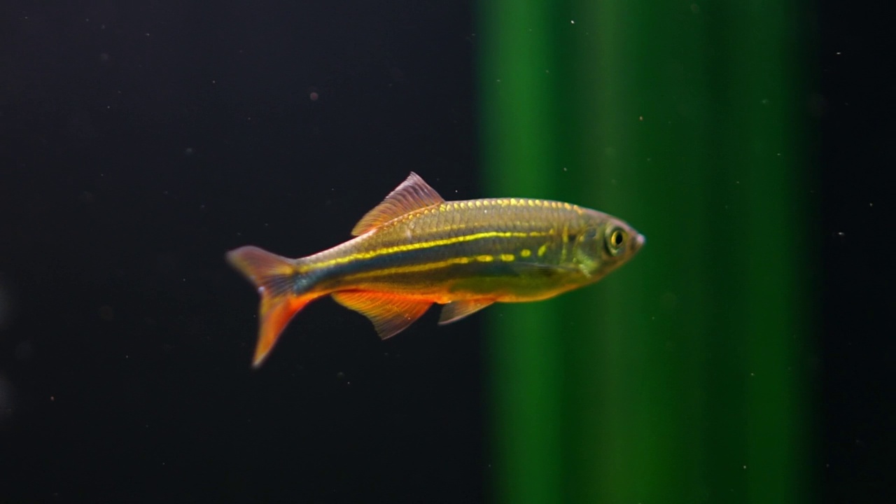 水族馆鱼类视频素材