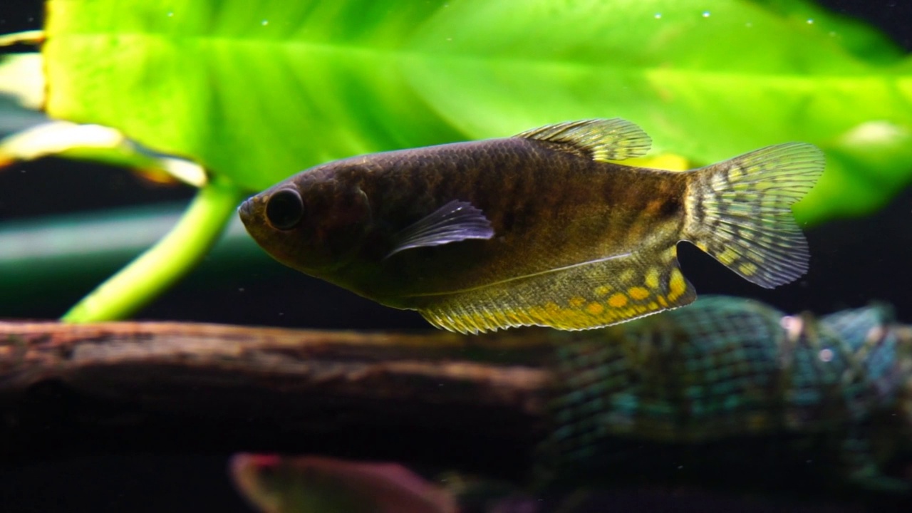 水族馆鱼类视频素材