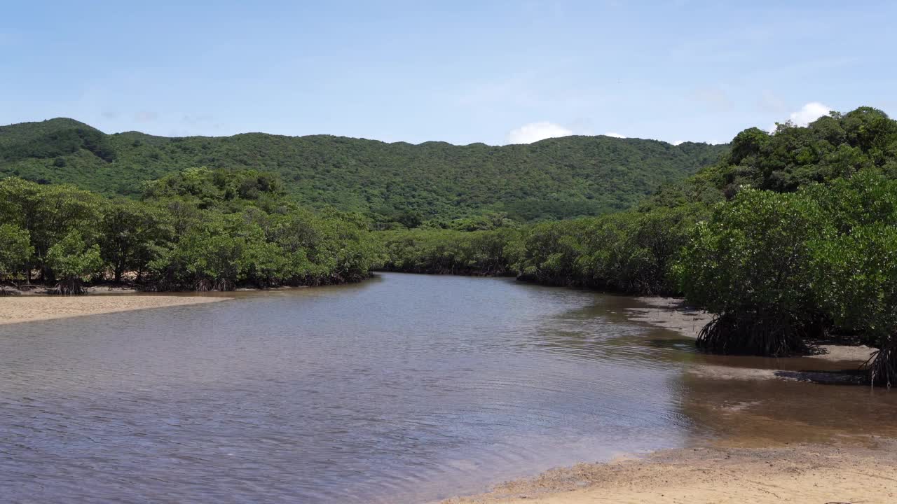 日本冲绳县石垣岛，藤户河沿岸的红树林视频素材