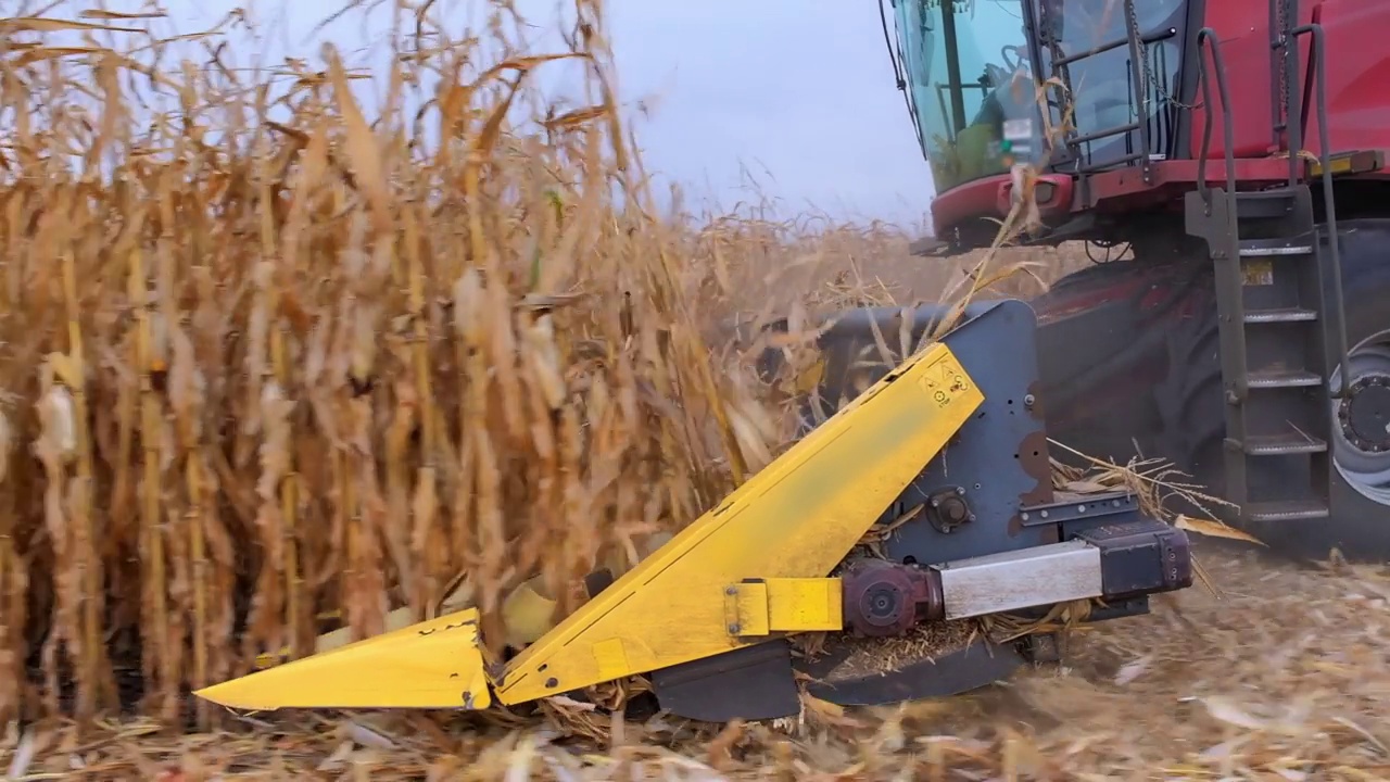 联合收割地里的玉米视频素材