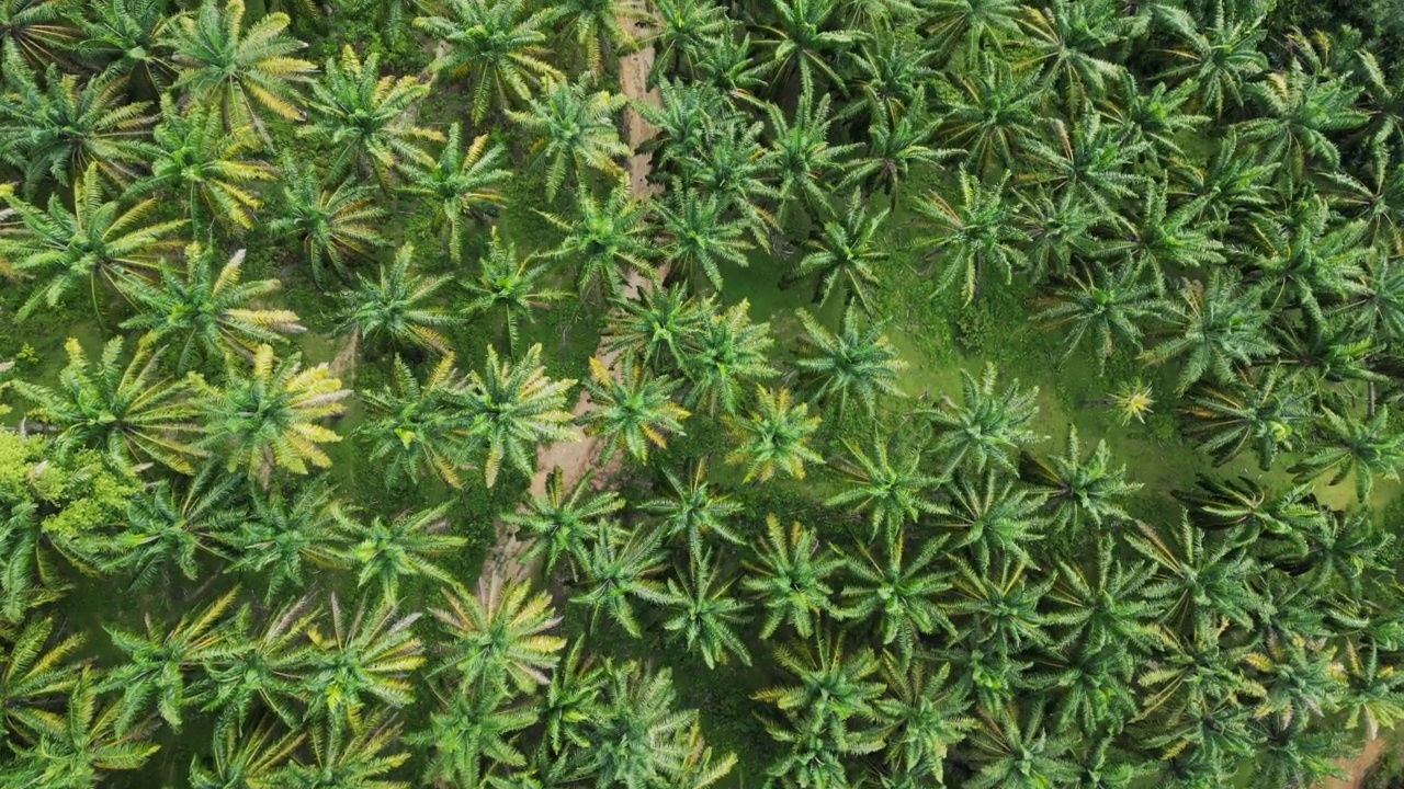 棕榈油地产无人机视图视频素材