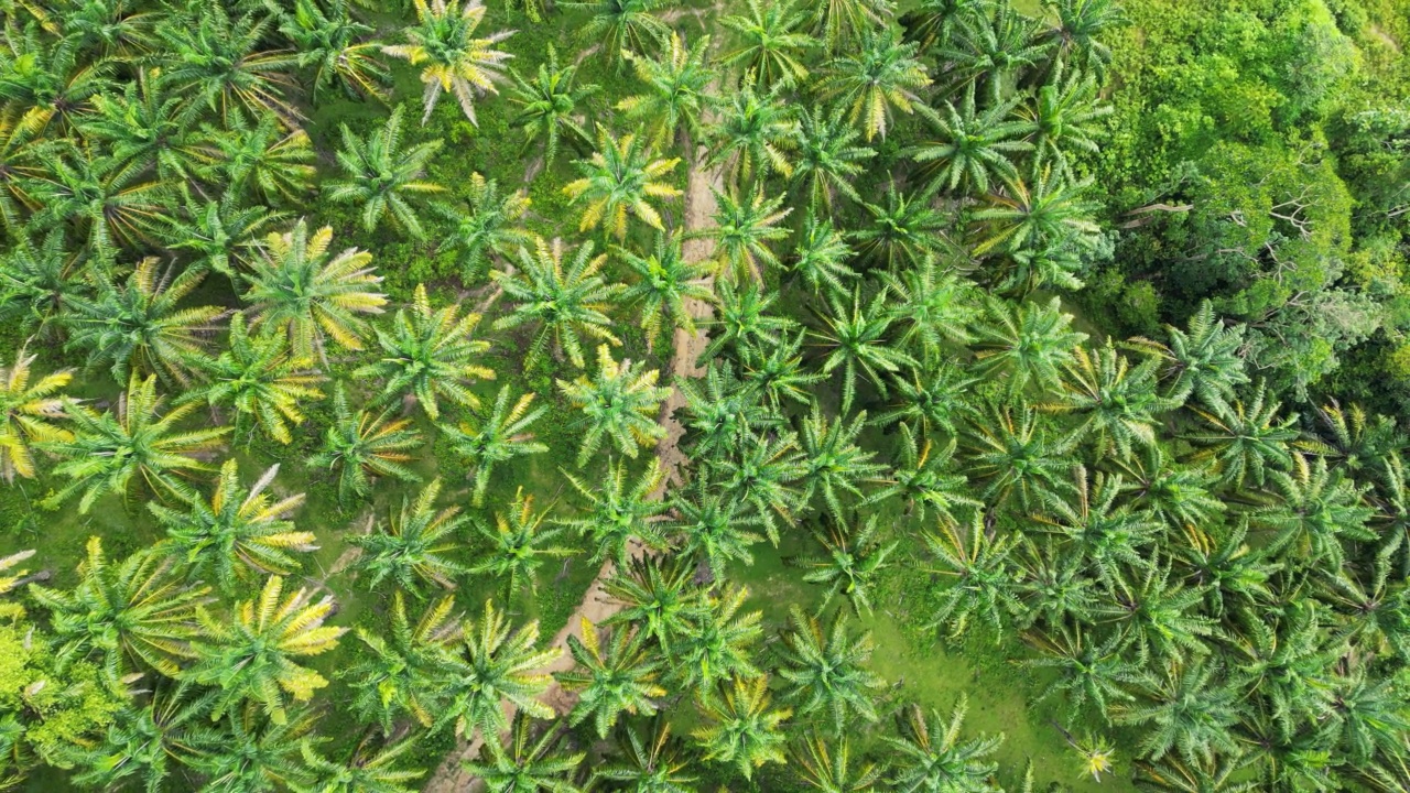 棕榈油地产无人机视图视频素材