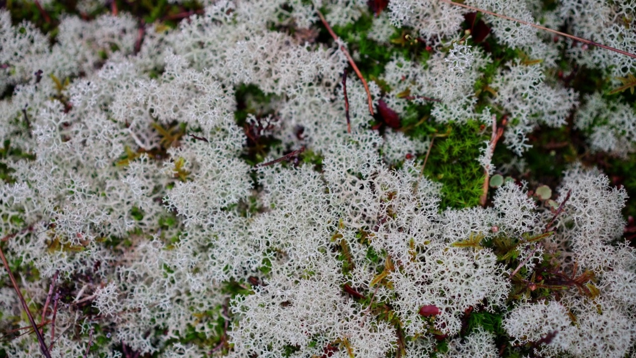 从上到下密集的白色苔藓地衣特写视频素材