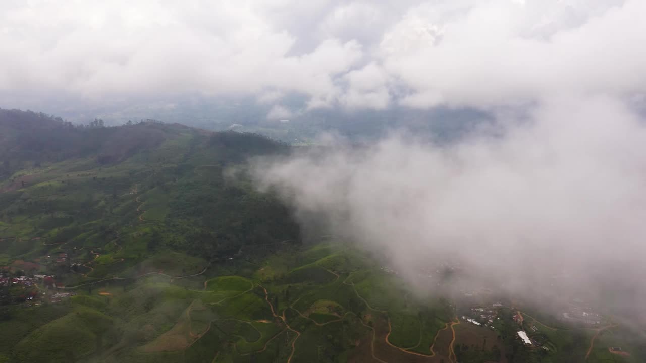 山茶园。斯里兰卡的茶园。视频素材