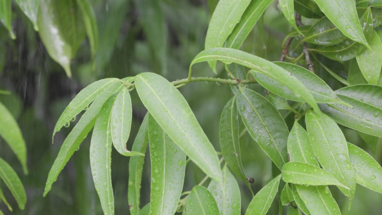 树叶上滴着雨滴的树特写与美丽的bokeh背景下的降雨。雨天的树叶。视频素材