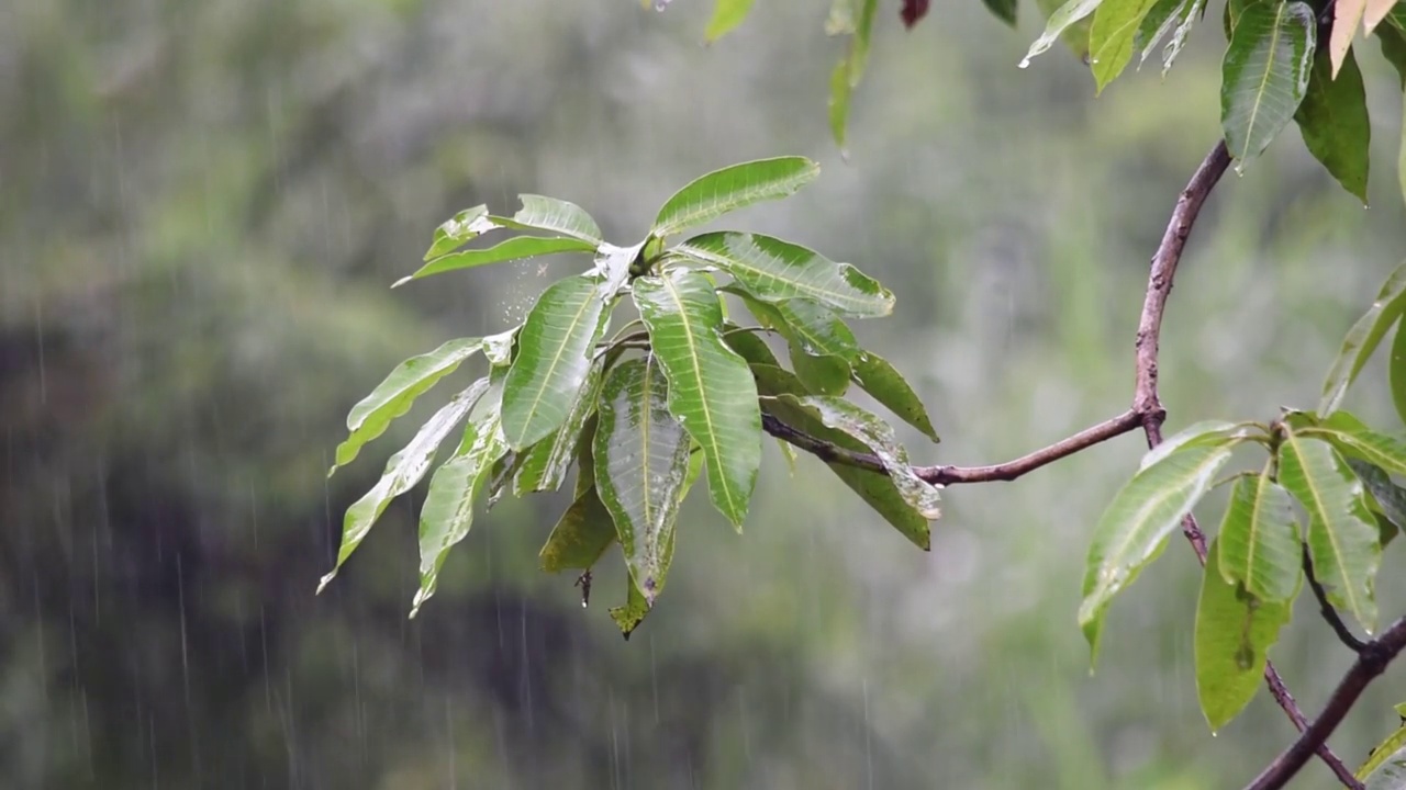 雨落在花园里的树枝上视频素材