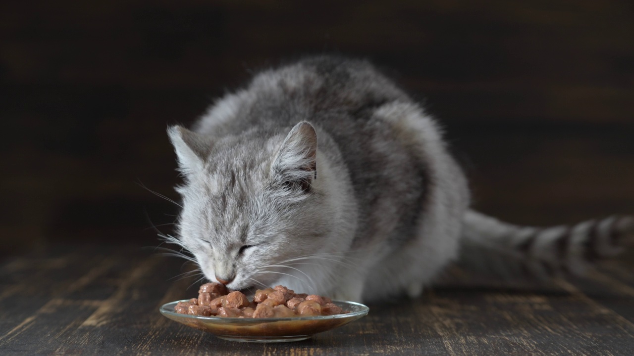 可爱的灰色猫吃盘子里的湿食物，近距离视频素材