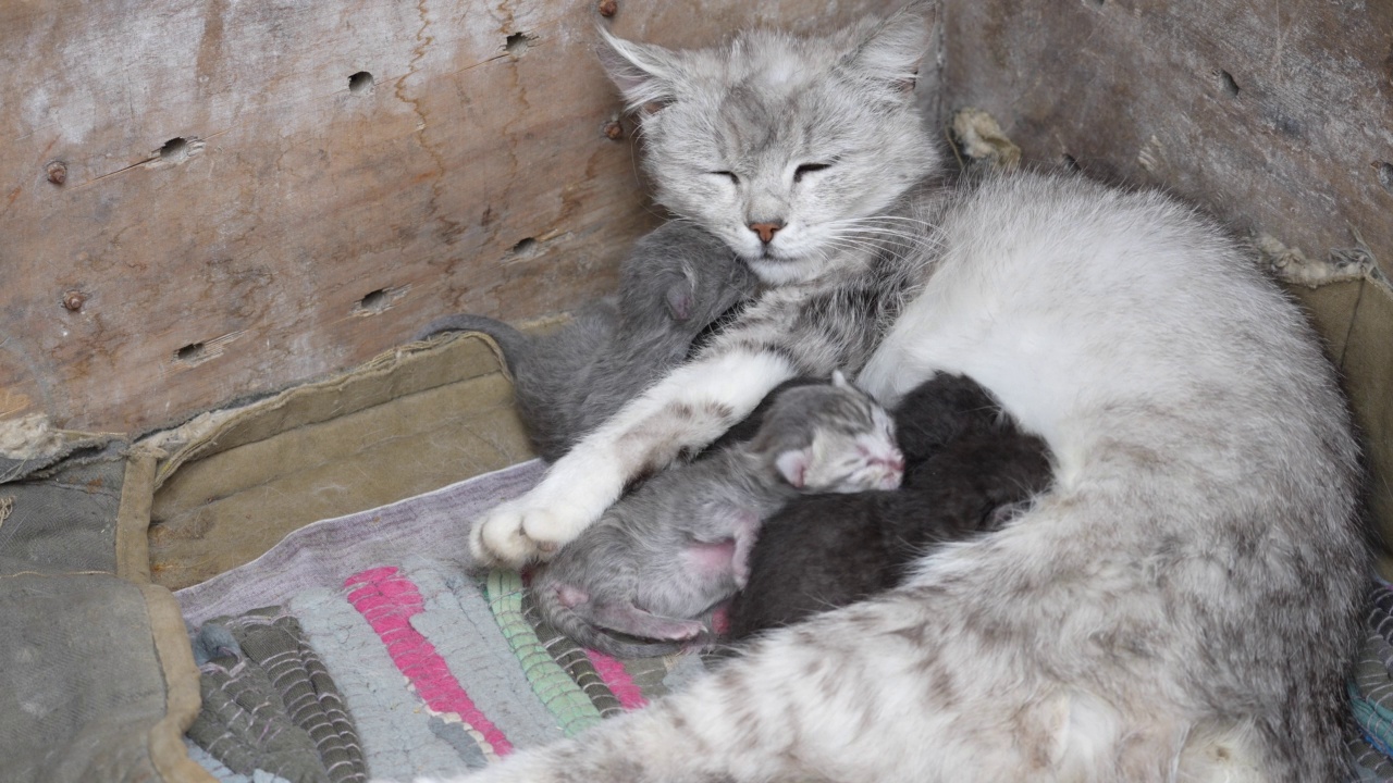 猫妈妈紧挨着小猫。刚出生的小猫第一天失明视频素材