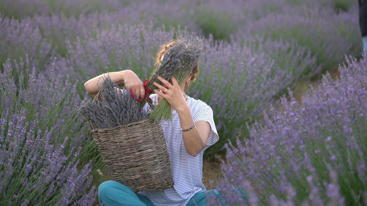 在薰衣草地里闻薰衣草花香的美女。视频素材