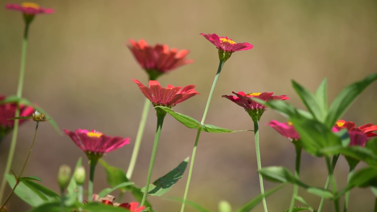 花园里有风的花视频下载