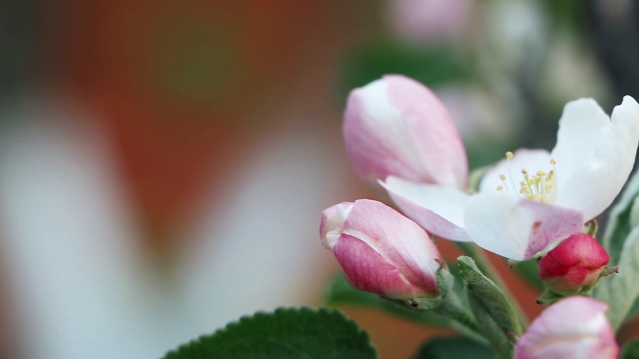 开花的柱状苹果树。苹果树花。苹果花。花在春天的时间。视频下载