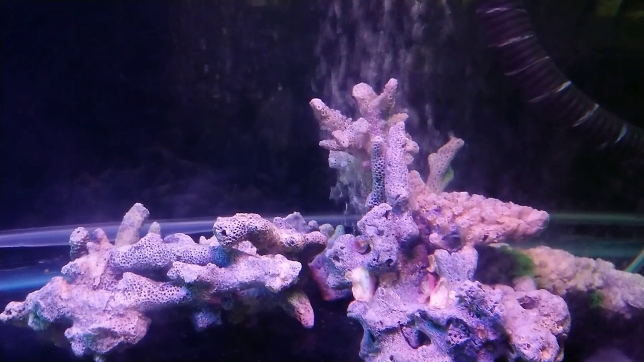 各种各样的金鱼在水族箱里游泳视频素材