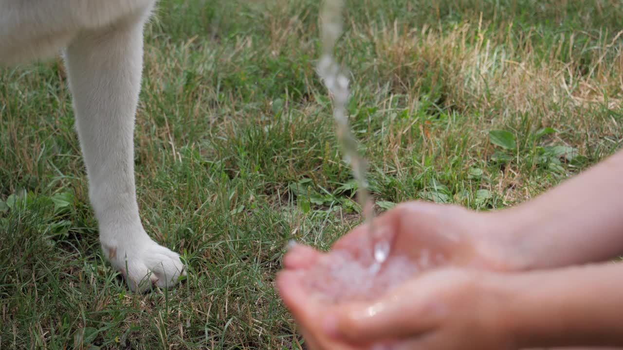 小女孩用手给白色宠物狗喝水，近距离观察舔嘴动物视频素材