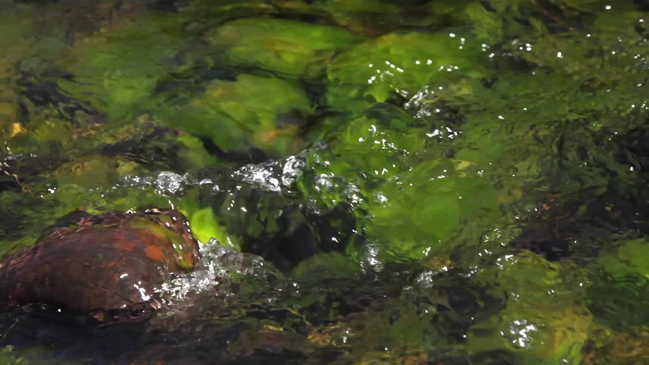 小溪里的流水视频素材