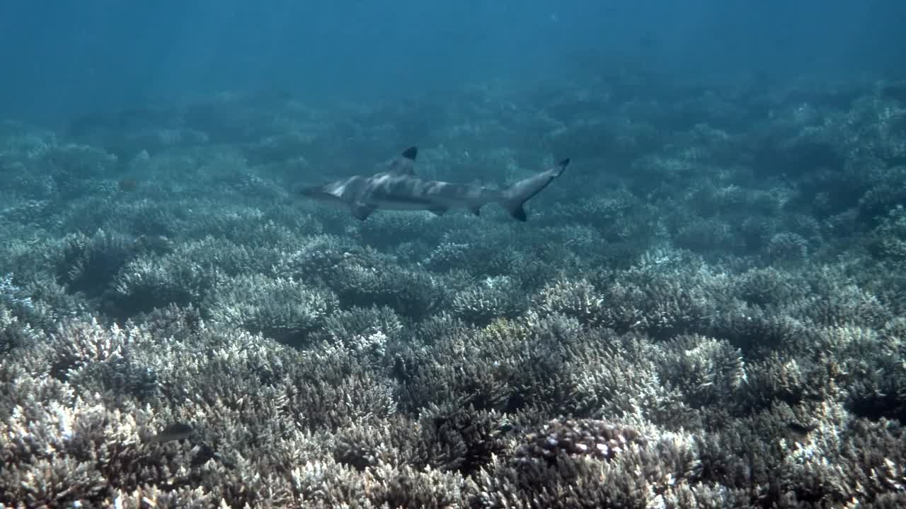 热带海景，海岸线与黑尖礁鲨水下。在泰国安达曼海的热带海水中，鲨鱼在珊瑚礁中游泳的水下视频。视频素材