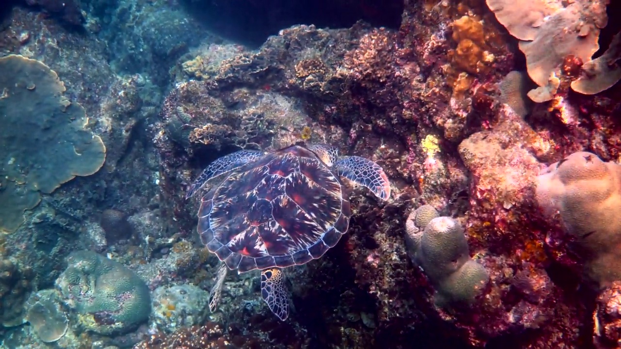 海龟在珊瑚礁背景下游泳。玳瑁海龟在泰国潜水或浮潜水下。海洋生物野生热带海龟视频素材