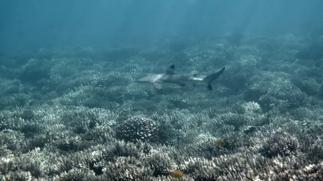 热带海景，海岸线与黑尖礁鲨水下。在泰国安达曼海的热带海水中，鲨鱼在珊瑚礁中游泳的水下视频。视频素材