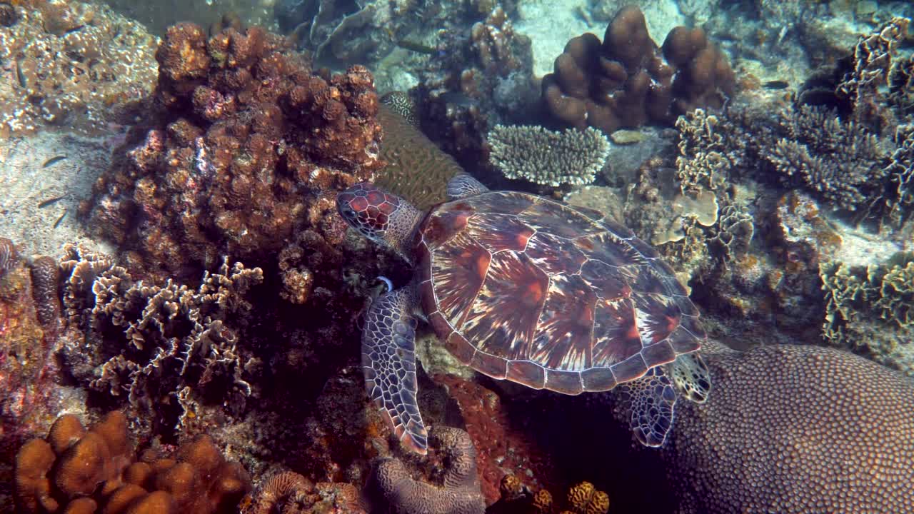 在珊瑚礁背景下，海龟和小型热带鱼在水下游泳。在泰国潜水或浮潜的玳瑁海龟。野生的海洋生物。缓慢的运动。视频素材