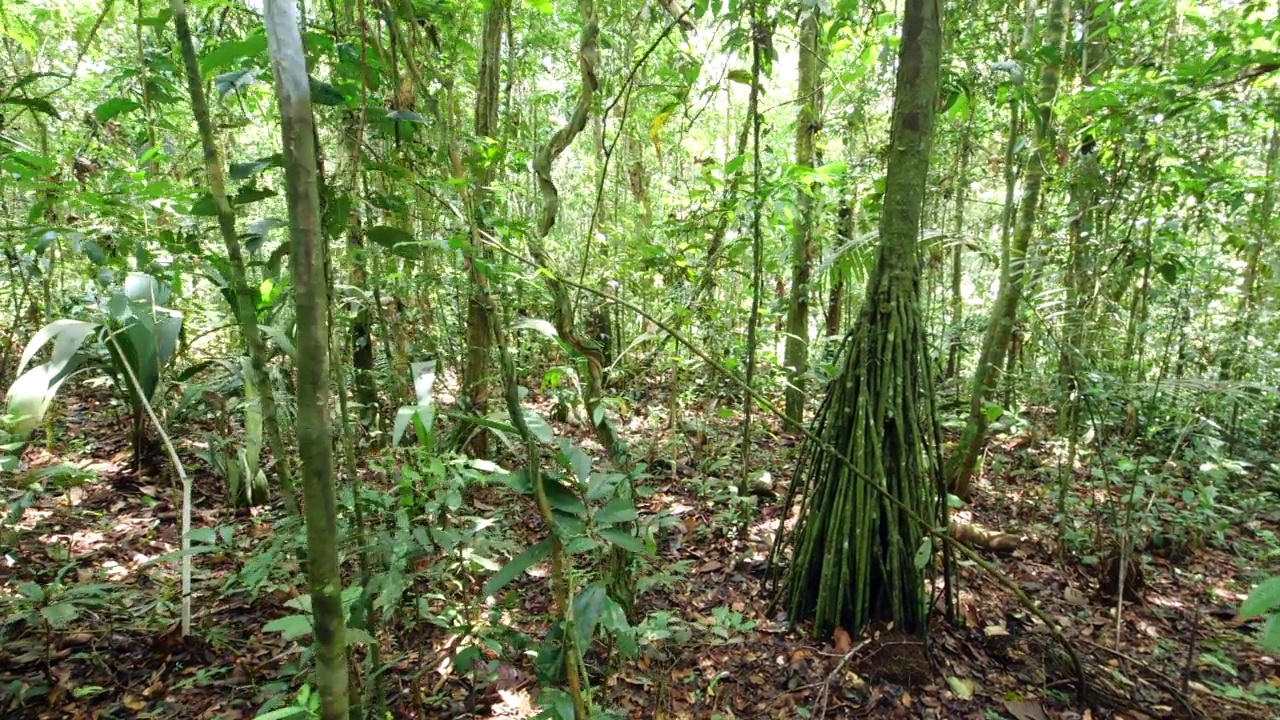 纠缠的亚马逊藤本植物跟踪拍摄视频素材