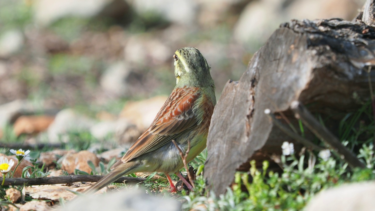 特写鸟类的品种Cirl Bunting (Emberiza cirlus)吃种子在树干上。视频素材