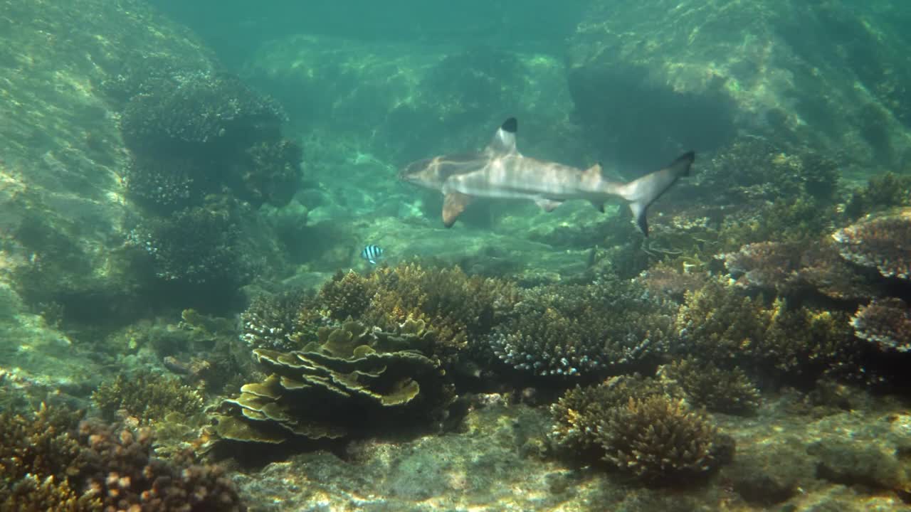 热带海景，海岸线与黑尖礁鲨水下。在泰国安达曼海的热带海水中，鲨鱼在珊瑚礁中游泳的水下视频。视频素材