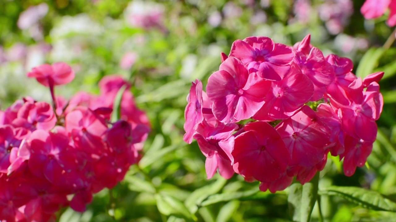美丽的粉红色夏夹竹桃花在花园里。夹竹桃有圆锥花序的视频素材