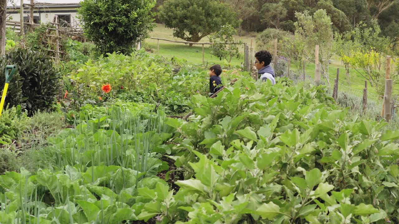 兄弟在郁郁葱葱的花园里视频素材