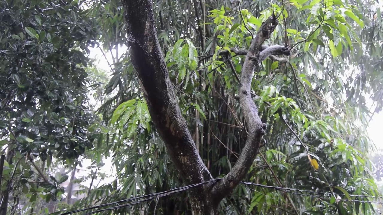 白天下雨时的花园状况视频素材