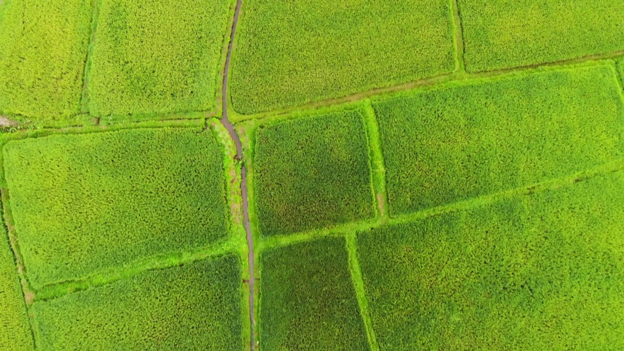 泰国美丽的稻田农场视频素材