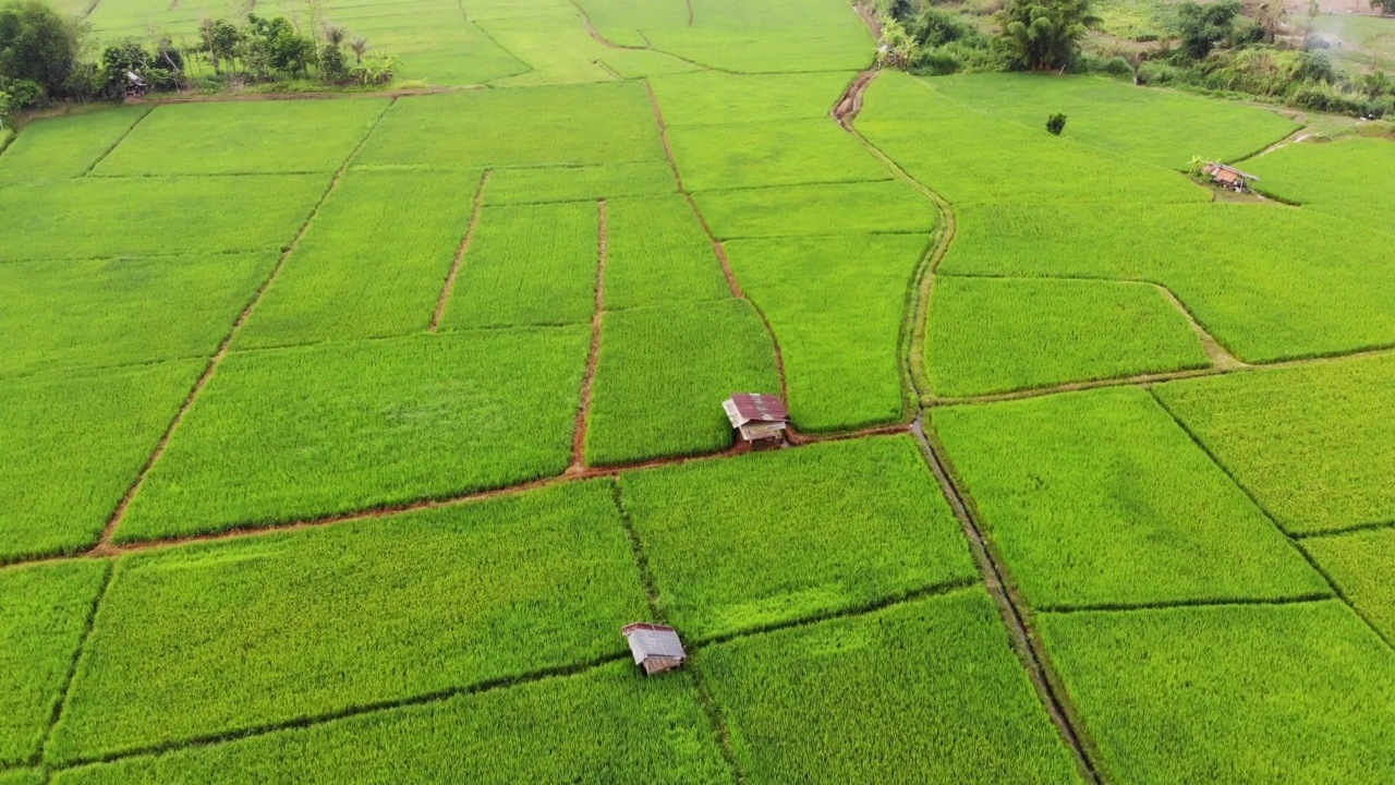 泰国美丽的稻田农场视频素材