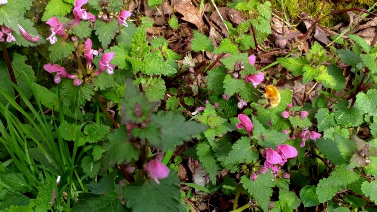 大黄蜂在潮湿的野花中收集花粉和花蜜视频素材