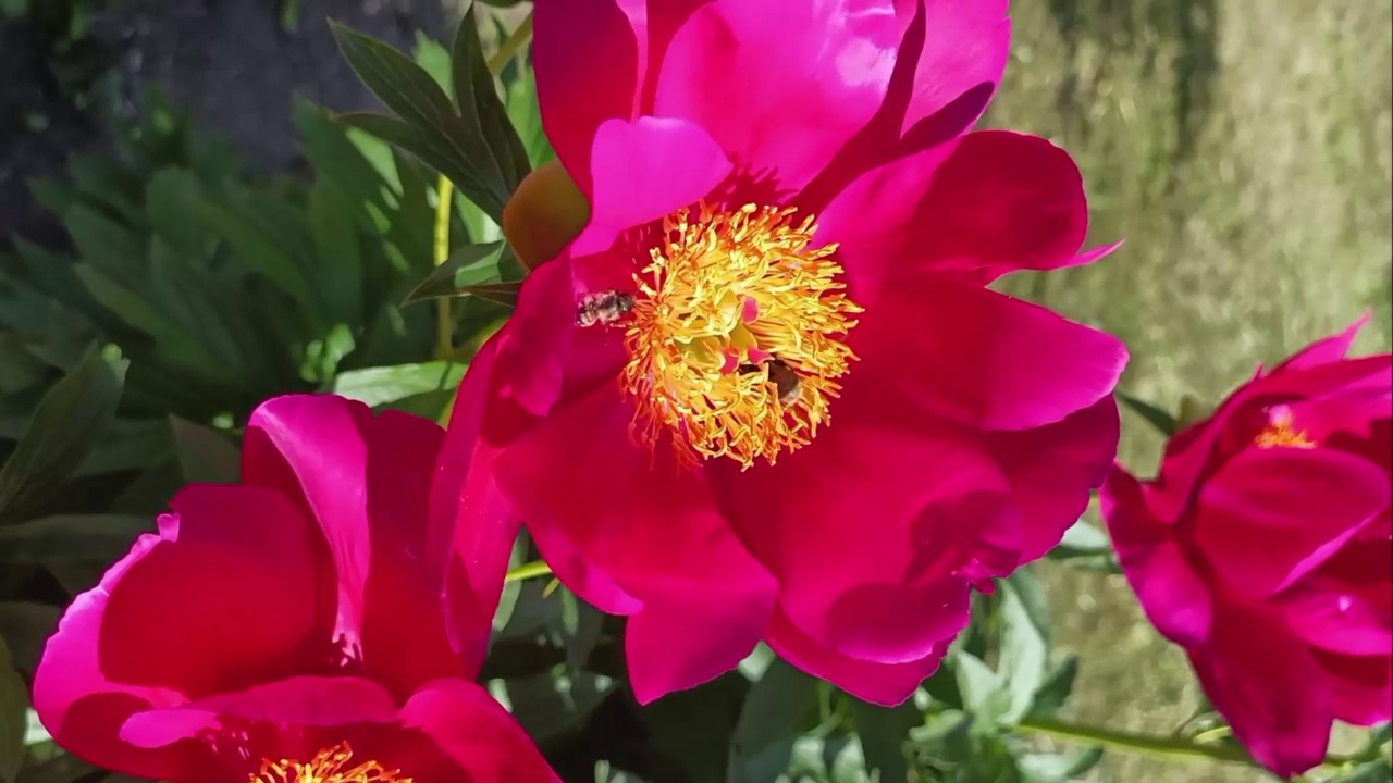 牡丹花粉红，夏天花园里盛开蜜蜂飞舞视频素材