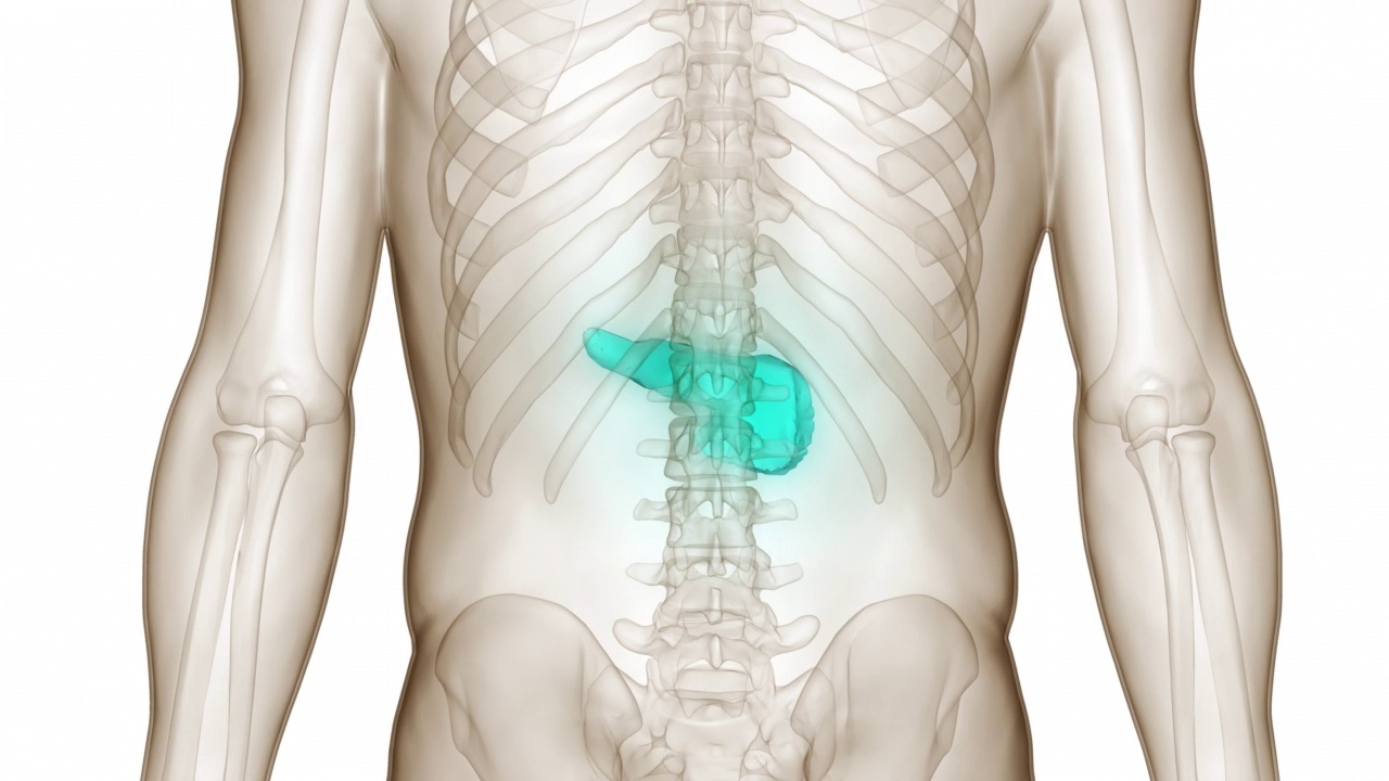 人体内脏器官胰腺解剖动画概念视频素材