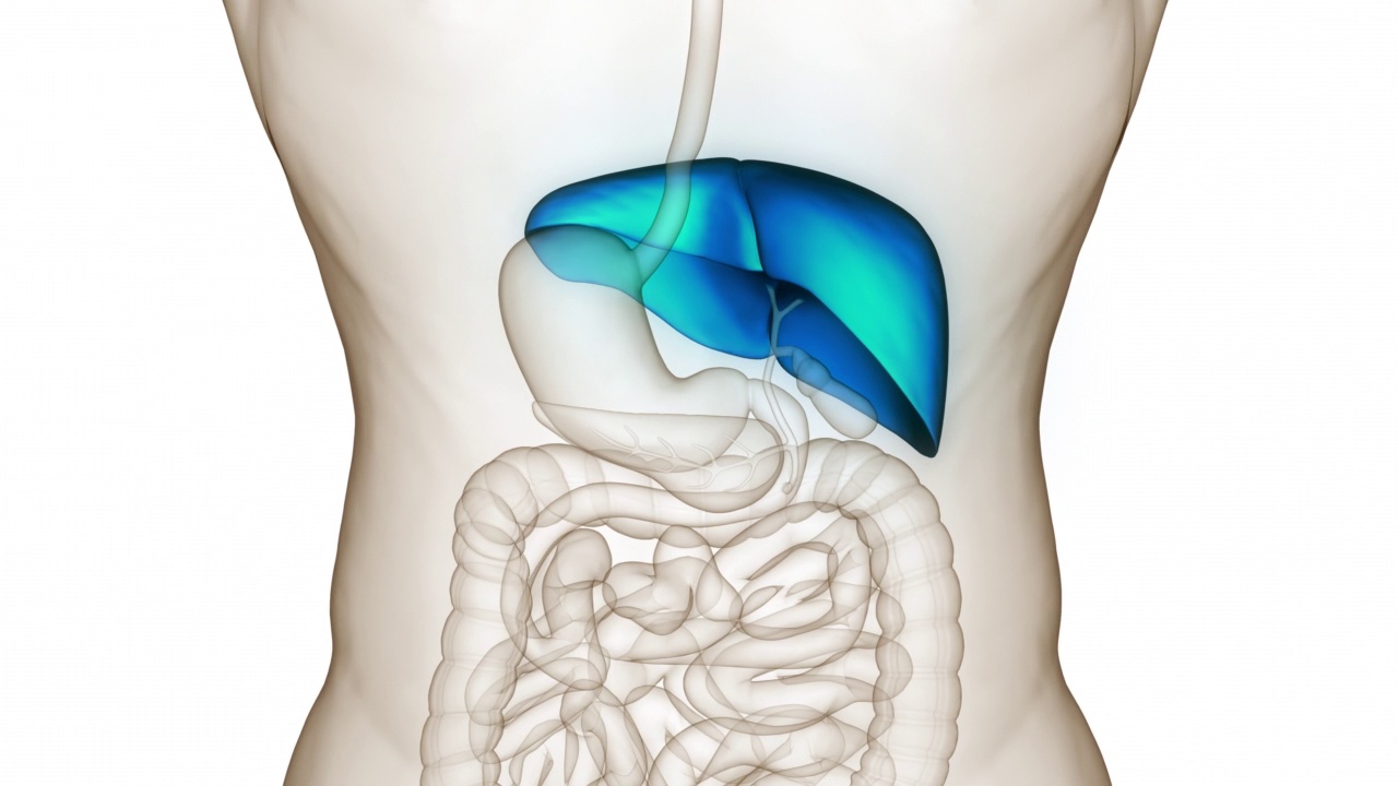 人体消化器官肝脏解剖动画概念视频素材