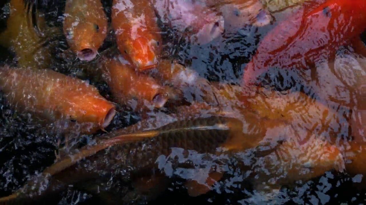 锦鲤在池塘里游，花式鲤鱼在水里游视频素材