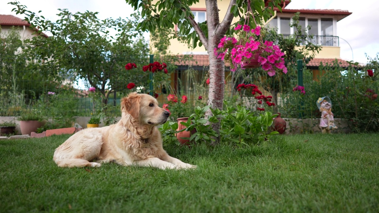 金毛猎犬坐在前院或后院的草地上。视频素材