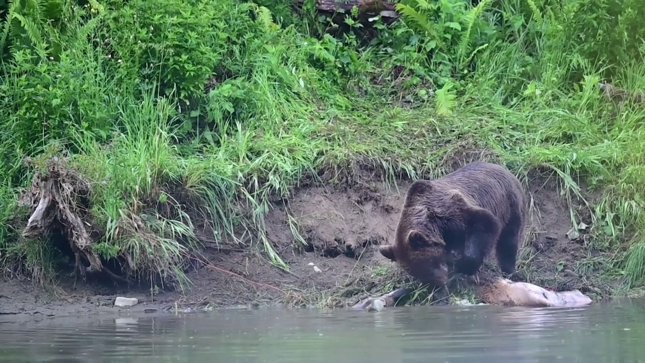 一只棕熊(Ursus arctos)正在吃一只被猎杀的马鹿(Cervus elaphus)。Bieszczady喀尔巴阡山,波兰。视频下载