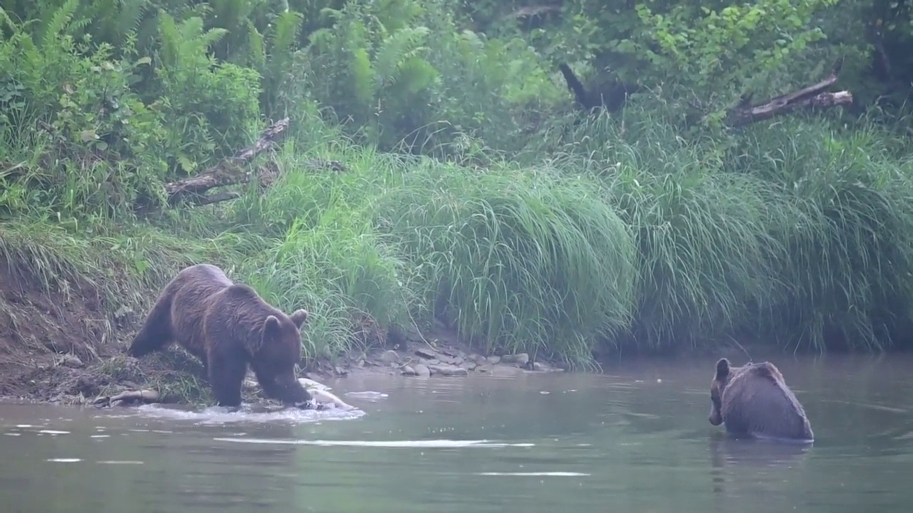 一只棕熊(Ursus arctos)正在吃一只被猎杀的马鹿(Cervus elaphus)。Bieszczady喀尔巴阡山,波兰。视频素材