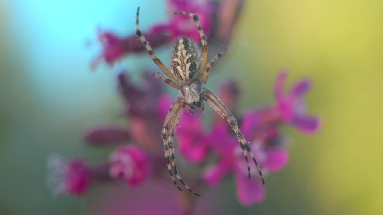 微缩的小蜘蛛与夏雨滴。有创造力。蜘蛛昆虫在其网上模糊的花卉背景。视频素材