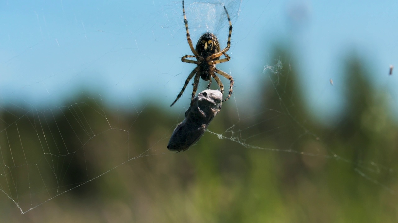 一只挂在蜘蛛网上的昆虫。有创造力。一只腿细的狼蛛爬着，触摸着挂在网上的一块石头。视频素材