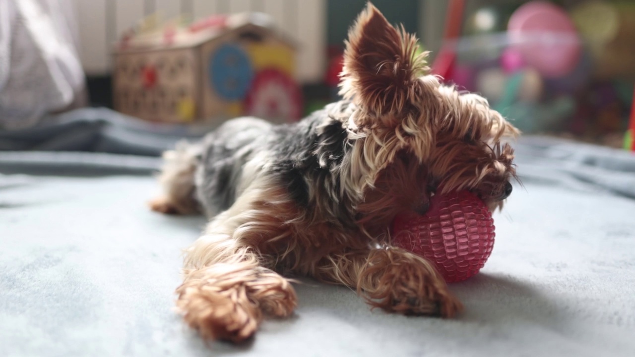 在房间里玩球的约克郡小猎犬视频素材