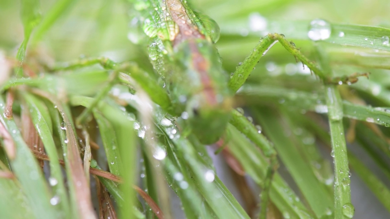 雨中蝗虫的特写视频素材