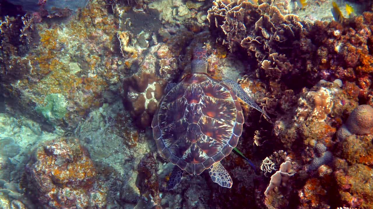 在珊瑚礁背景下，海龟和小型热带鱼在水下游泳。在泰国潜水或浮潜的玳瑁海龟。野生的海洋生物。缓慢的运动。视频素材