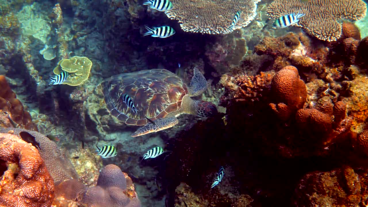 在珊瑚礁背景下，海龟和小型热带鱼在水下游泳。在泰国潜水或浮潜的玳瑁海龟。野生的海洋生物。缓慢的运动。视频素材