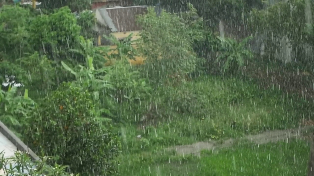 森林树枝上的雨天，视频素材