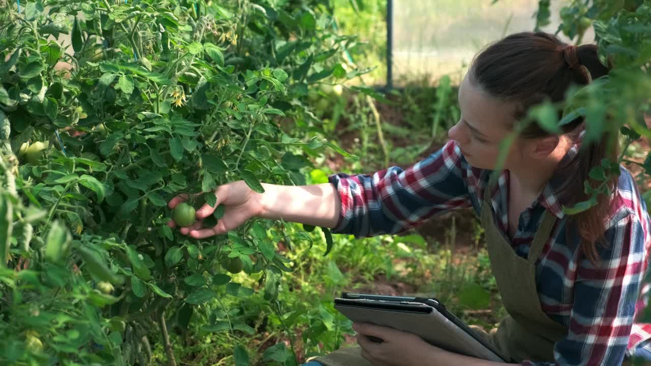 一位农学家对西红柿进行检查，并把指标放在药片里。视频素材