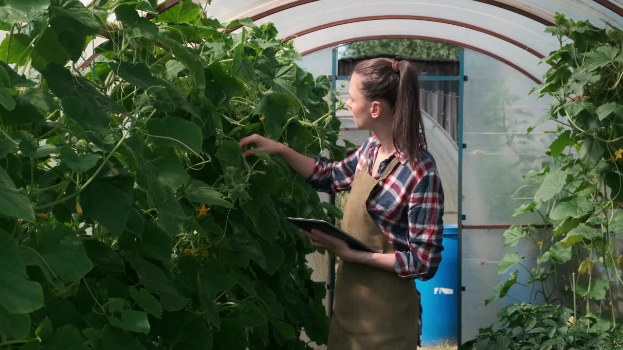 一位农学家对黄瓜进行检查，并将指示剂放入药片中。视频素材