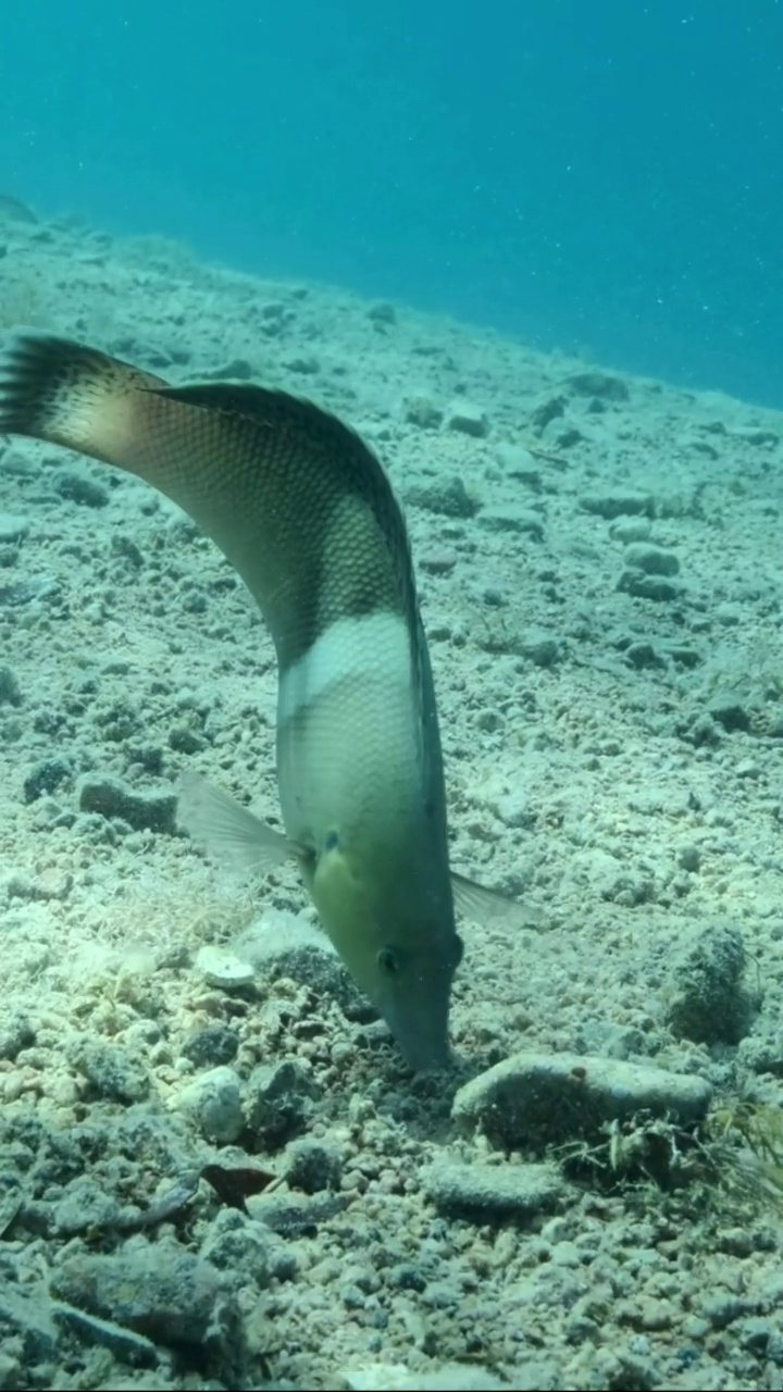 垂直视频:一群幼年地中海铬丝鱼(chromis chromis)游过布满褐藻(Cystoseira)的岩石海床。相机向前移动。慢动作视频素材